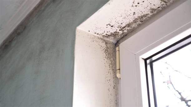 Mold Testing and Removal in Narberth, PA