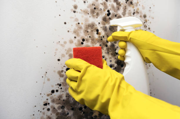 Best Water Damage Restoration  in Narberth, PA
