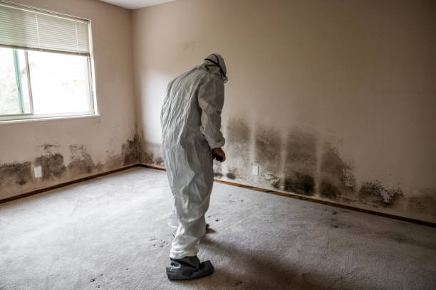 Best Commercial Mold Removal  in Narberth, PA