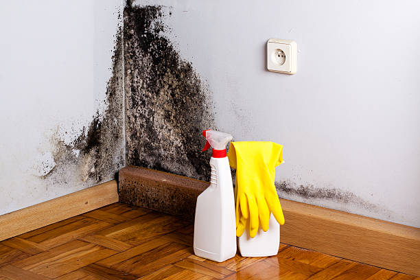 Best Emergency Mold Removal  in Narberth, PA