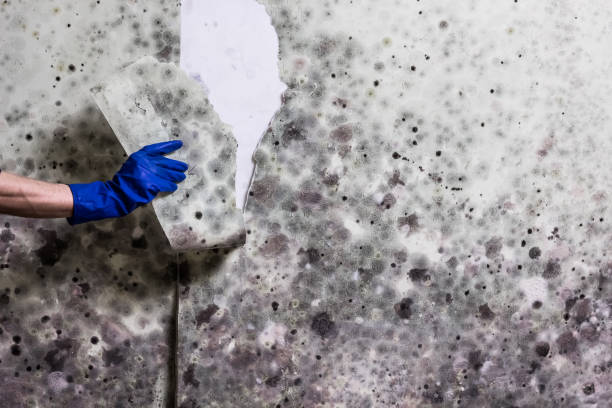 Home Mold Removal in Narberth, PA