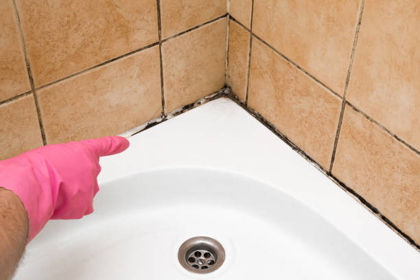 Best Same-Day Mold Removal  in Narberth, PA